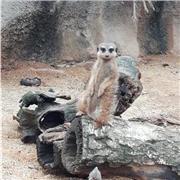 Laureata in scienze della formazione p. e in scienze della comunicazione, offre aiuto compiti e ripetizioni con metodo ludico pratico. Età 6/13 anni